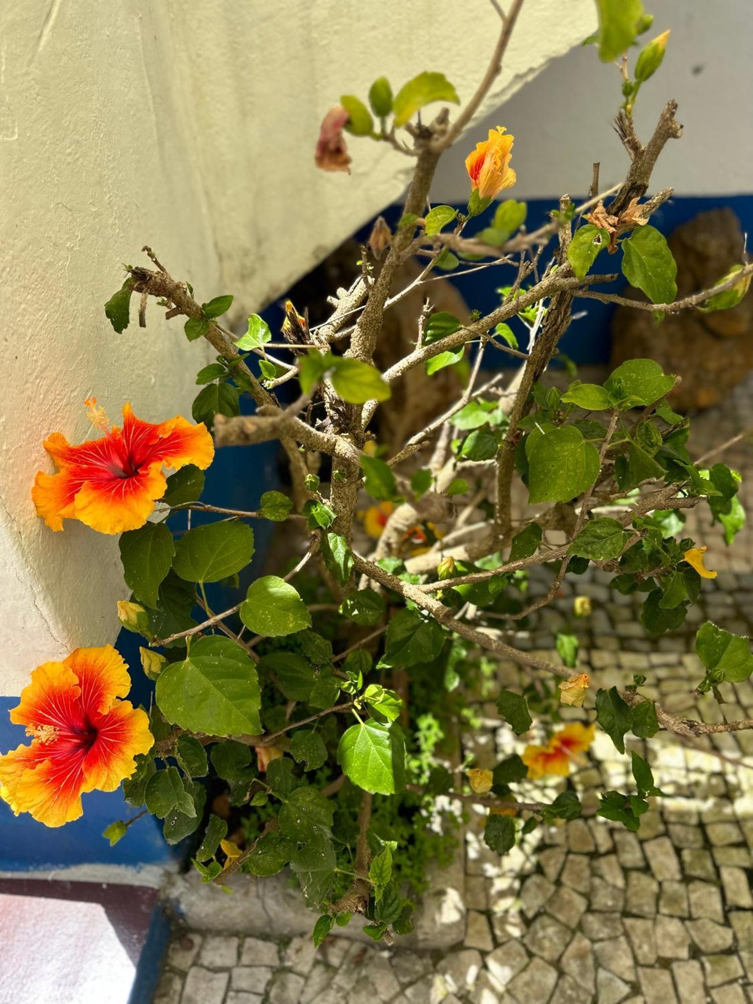 Casa Do Poco Bed & Breakfast Obidos Exterior photo